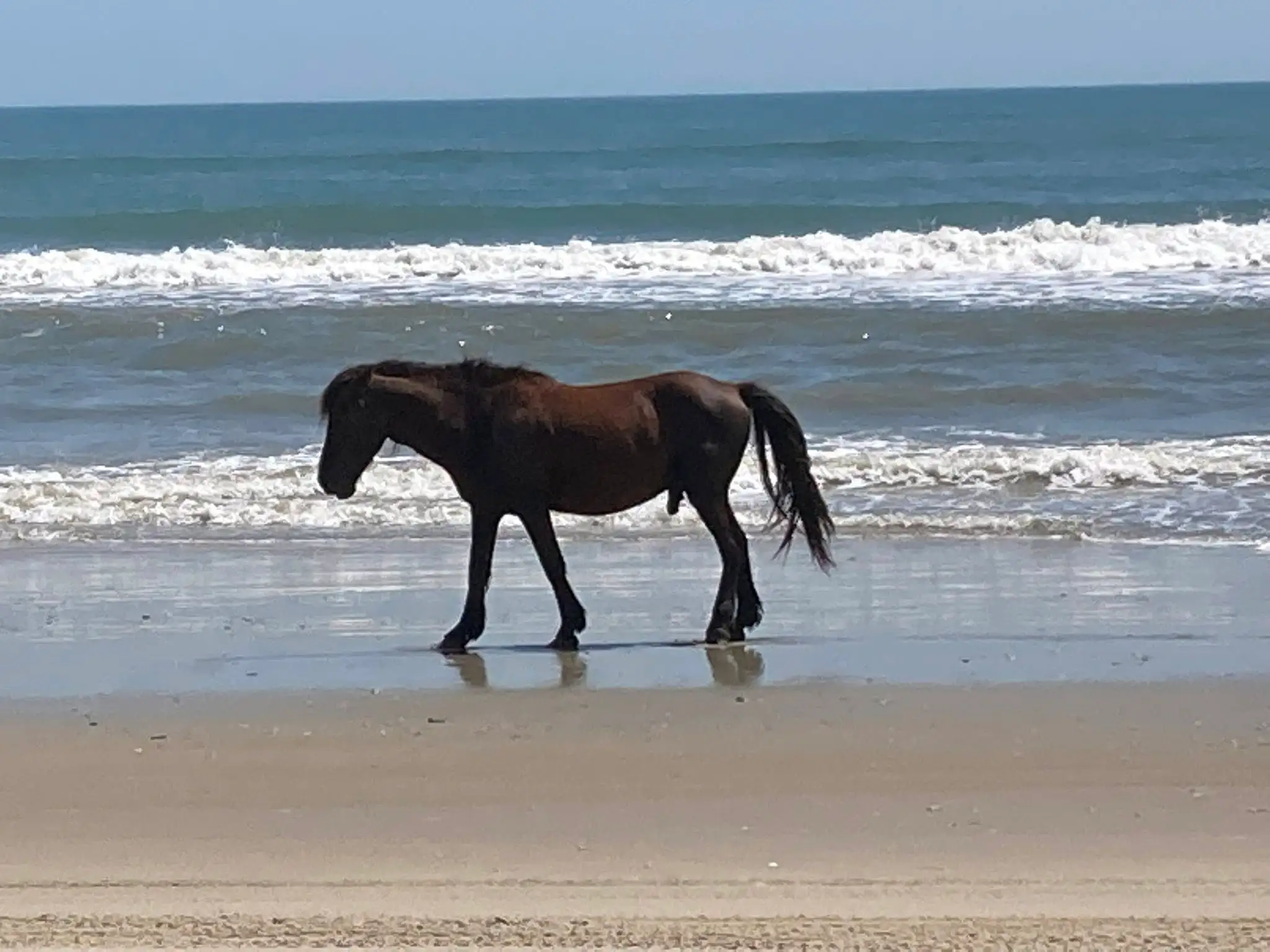 Tragedy at Dawn: Francisco, Beloved Stallion, Killed in Collision